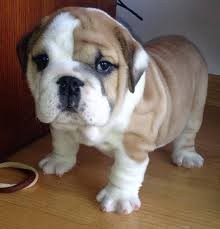 Male and Female English Bulldog Puppies