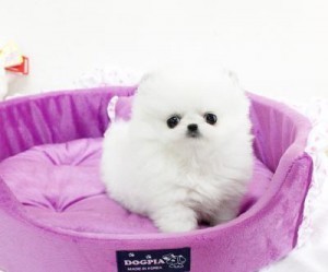Top Quality Pomeranian Puppies Available