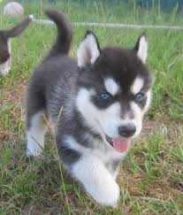 Siberian Husky Puppies Available