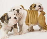 Champion English Bulldog Puppies