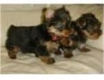 Yorkshire Terriers for Sale