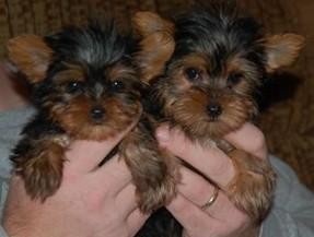 Pure Breed Yorkshire Terrier Puppy