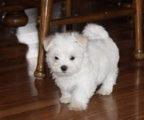 Maltese Puppies for Christmas