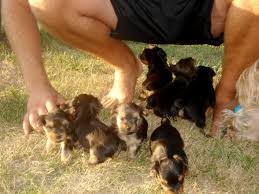 2 Charming AKC T-Cup Yorkie puppies