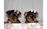 Two Adorable Tea Cup Yorkie Puppies For Adoption