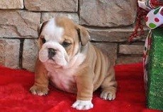 Two Healthy Tiny English Bulldog Puppies