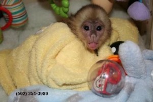 Female Capuchin monkeys available