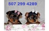 Yorkshire Puppies with Excellent Temperament