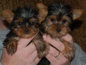 Precious Yorkshire Terrier  Puppies