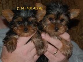 Yorkshire Terrier Puppies