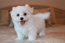 Adorable Maltese Puppy