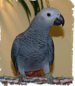 Healthy African Grey Parrot