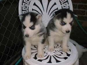 Siberian Husky Puppies