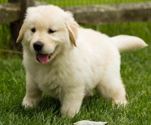 Beautiful Golden Retriever Puppies