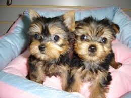 Tiny Yorkie Puppies For Sale