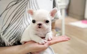 Beautiful Blue and White Pied French Bulldog Pups