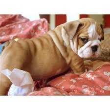 Super Adorable AKC English Bulldog