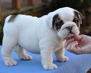 Adorable  English Bulldog Puppies