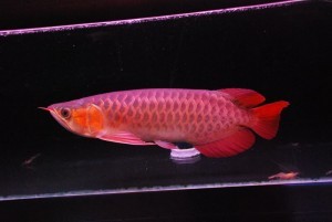 Arowana Fish for Sale. Different Species