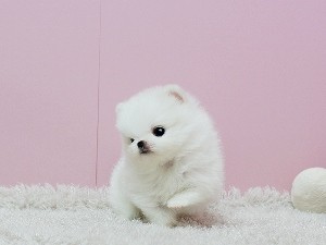 Adorable Princess, Ice White Pomeranian Available!