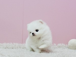 Breath Taking Pomeranian Puppy