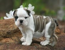 ADORABLE ENGLISH BULLDOG PUPPIES