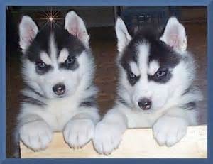 Siberian Husky Puppies Blue eyes Ready