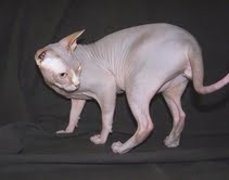 Beautiful Sphynx kittens