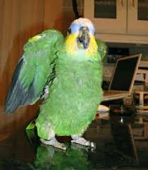 Get this adorable Amazon parrots for an incredibly affordable fee