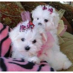 Pure White Maltese Ready for New Home