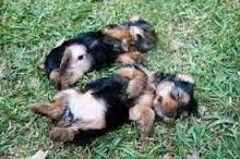 Home raised yorkie puppies for rehoming