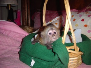 tame spider monkeys for re homing lidiamum@yahoo.com