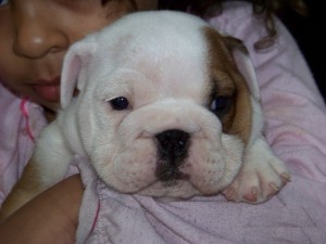 Beautiful English bulldog   puppies 1 male 1 female FOR FREE