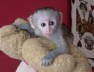 TWO CUTE CAPUCHIN MONKEYS FOR ADOPTION(kellypat51@yahoo.com)