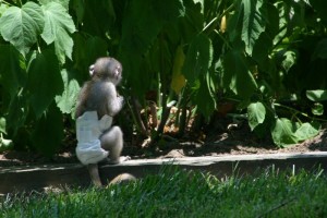 Home raised and tamed capuchin monkey for adoption (mariala.gonzales45@hotmail.com)