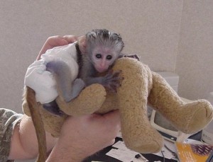 Male and Female Baby Capuchin Monkeys for Your Home.