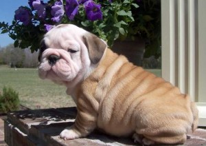 Gorgeous English Bulldog puppies for pet loving homes.