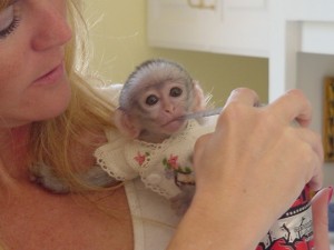 Trained baby capuchin monkey seeking for a caring home.
