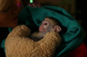 Marvelous Capuchin baby monkey for  outstanding new and loving home .(please contact)