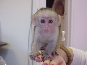 Cute baby cute and adorable Capuchin Monkey