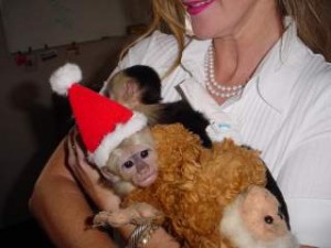 Beautiful baby capuchin monkey for adoption