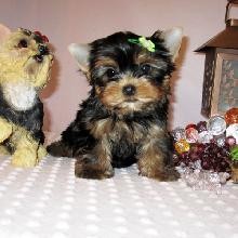 XMAS MALE AND FEMALE YORKIE PUPPIES READY FOR SWEET XMAS (bella_watts1122@yahoo.com)