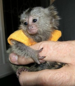 Adorable baby marmoset monkey for adoption