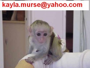 Outstanding capuchin monkey for adoption!!