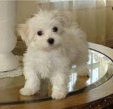 cute and adorable maltese for adoption