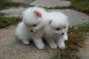 Lovely male and female Pomeranian puppies for adoption