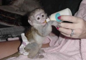 sweet and adorable baby capuchin monkey for home adoption.