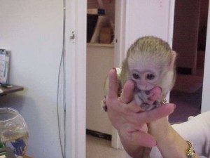 sweet and adorable capuchin baby monkey for adoption