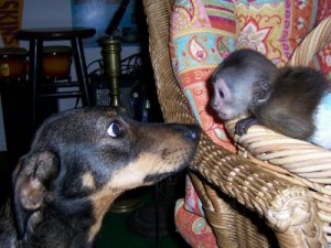 sweet  capuchin monkeys  for  free adoption