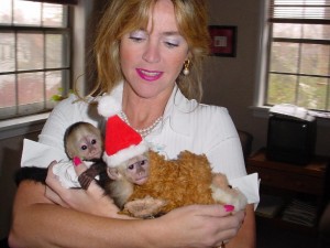 Two Baby Capuchin Monkeys Available for free, for this seasons gift